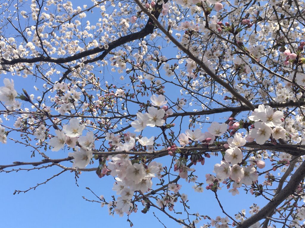 Hanami? Hana-you! Seeing Cherry Blossoms in Your Home Outside