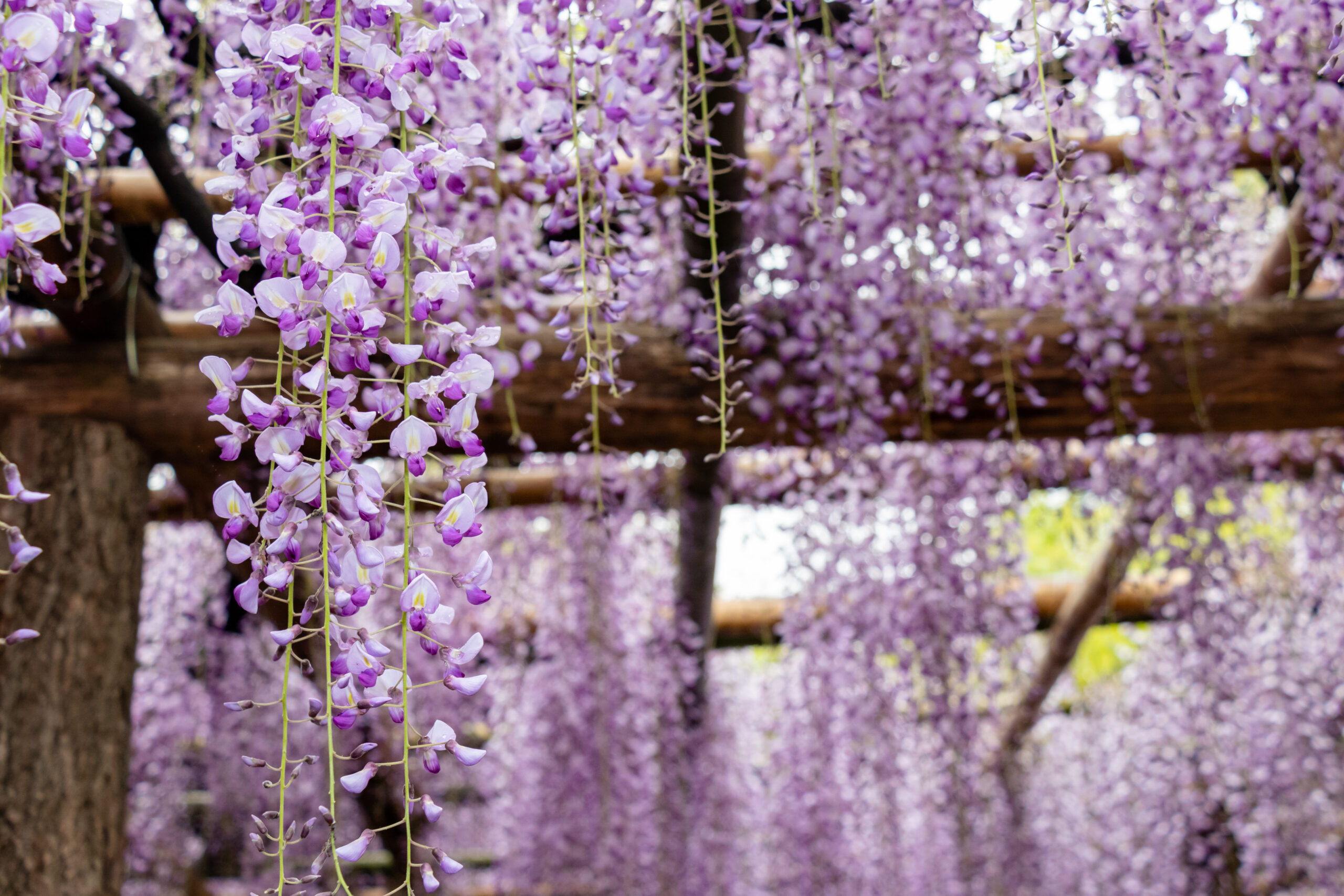 May's Nature Spotlight: Dazzling Wisteria, Fuji no Hana - dreamerbyday