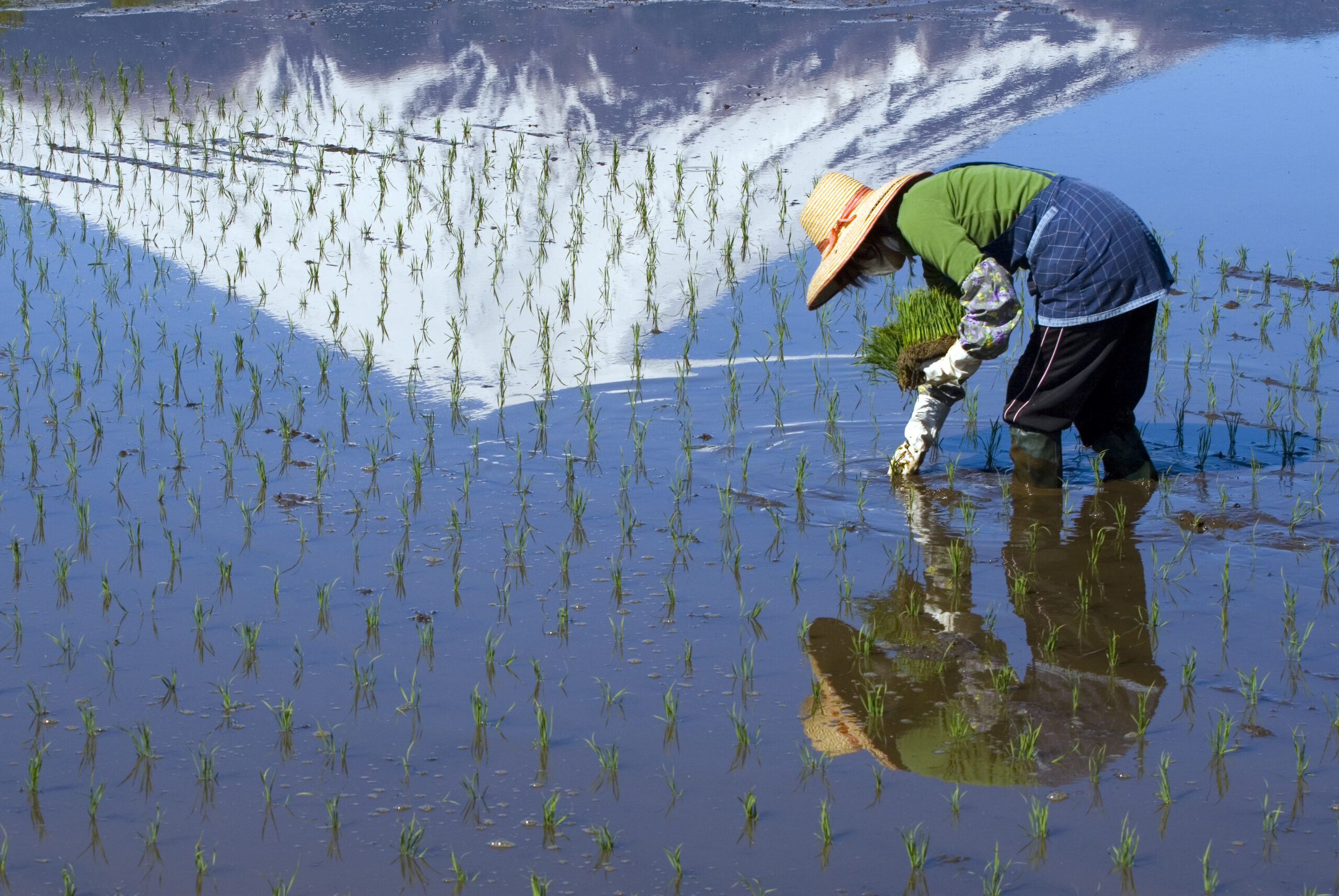 Enter the Paddies Rice Planting in Rural Japan dreamerbyday